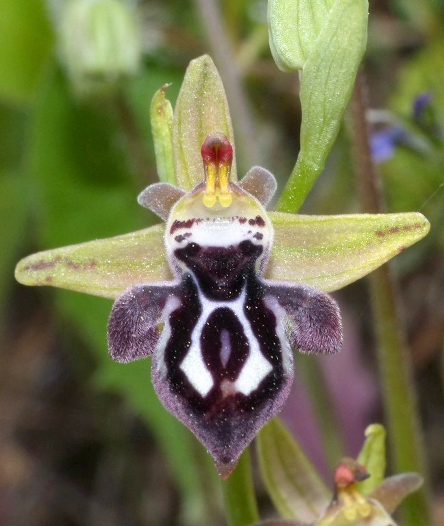 Ophrys cretica, Ophrys episcopalis  Creta aprile 2016